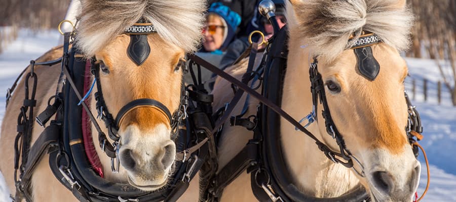 Explora los alrededores a caballo o en trineo.